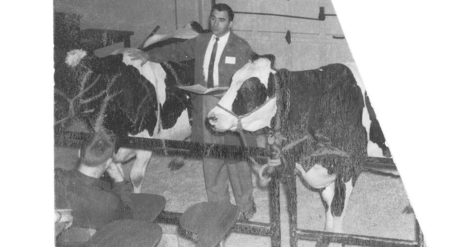 Harley Hanke in Cow Palace with Two Cows